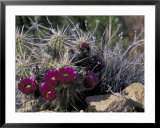Buy Strawberry Hedgehog, Saguaro National Park, Arizona, USA at AllPosters.com