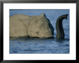 A young elephant swims across the Chobe River