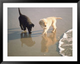 Two Retriever Pups Walk in the Surf at a Beach