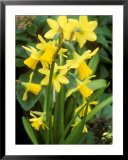 Narcissus, Tete-A-Tete, February
