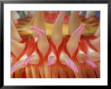A close view of a red sea anemones tentacles