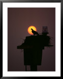 Silhouetted Osprey on its Nest
