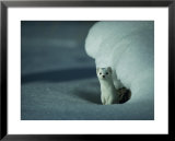 A long-tailed weasel stands alertly beneath a snowbank