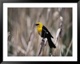 View of a yellow-headed blackbird perched on top of a cattail