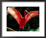Buy Scarlet Ibis, Sao Paulo, Brazil at AllPosters.com