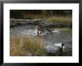 Mountain Lion Hunts a Mallard Duck in a Creek