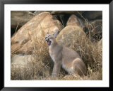 A caracal yawns