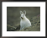 Buy A Yawning Arctic Hare at AllPosters.com