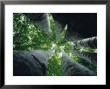 Buy View looking up the trunk of a sycamore tree at AllPosters.com