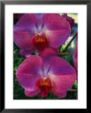 A close view of an exquisite Phalaenopsis orchid