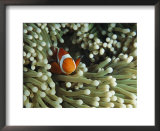 Buy Clown anemonefish in sea anemone, Pacific Ocean at AllPosters.com