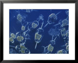Buy A close view of marine phytoplankton at AllPosters.com