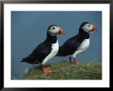 Pair of Atlantic Puffins Perch on a Grass-Covered Cliff