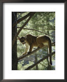 Backlit mountain lion stands on a pine branch