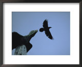 Carved raven tops a totem pole, with live raven flying above
