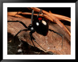 A black widow spider