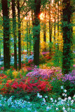 Buy Flower Forest at AllPosters.com