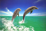 Buy Dolphins at AllPosters.com