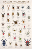Spiders & Arachnids