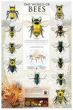 The World Of Bees