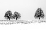 Tree Family