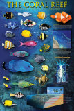 The Coral Reef