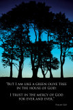 Olive Tree