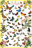 Buy Butterflies at AllPosters.com