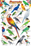 Parrots