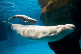 Beluga Whales