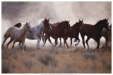 Grassland Herd