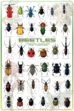 Buy Beetles at AllPosters.com
