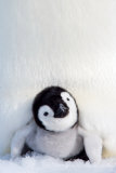 Penguin Chick