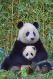 Panda And Baby