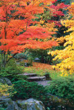 Fall Solitude