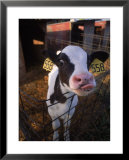 Buy Cow with Tongue Sticking Out, Arizona at AllPosters.com
