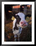 Buy Cow with Tongue Sticking Out, Arizona at AllPosters.com