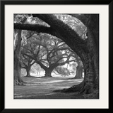 Buy Oak Alley, West Row at AllPosters.com