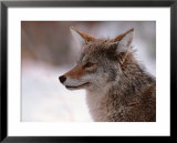 Buy Coyote, Grand Teton National Park, Wyoming, USA at AllPosters.com