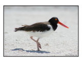 B-3 (American Oyster Catcher)