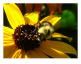 Bumble Bee Enjoying Yellow Daisy