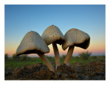 Buy Three Mushrooms at AllPosters.com