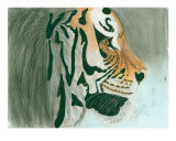 Young Male Tiger Profile