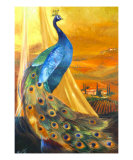 Tuscan Peacock