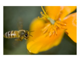 Honey Bee Flying By California Poppy Flower Orange
