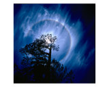 Buy Planet Bluish Tree at AllPosters.com