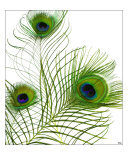 Peacock Feather Trio