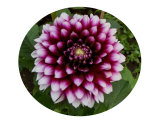 Mysterious Dahlia 2