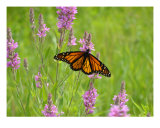 Monarch