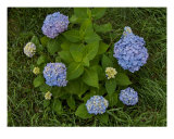 Blue Hydrangeas - 1